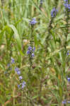 American bellflower